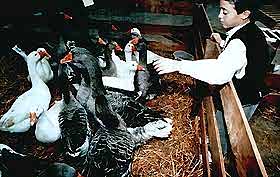 Fete de Vendanges, Ouveillan, Aude. Languedoc