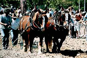 Fete de Vendanges, Ouveillan, Aude. Languedoc