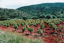 vineyard, Albas, Languedoc